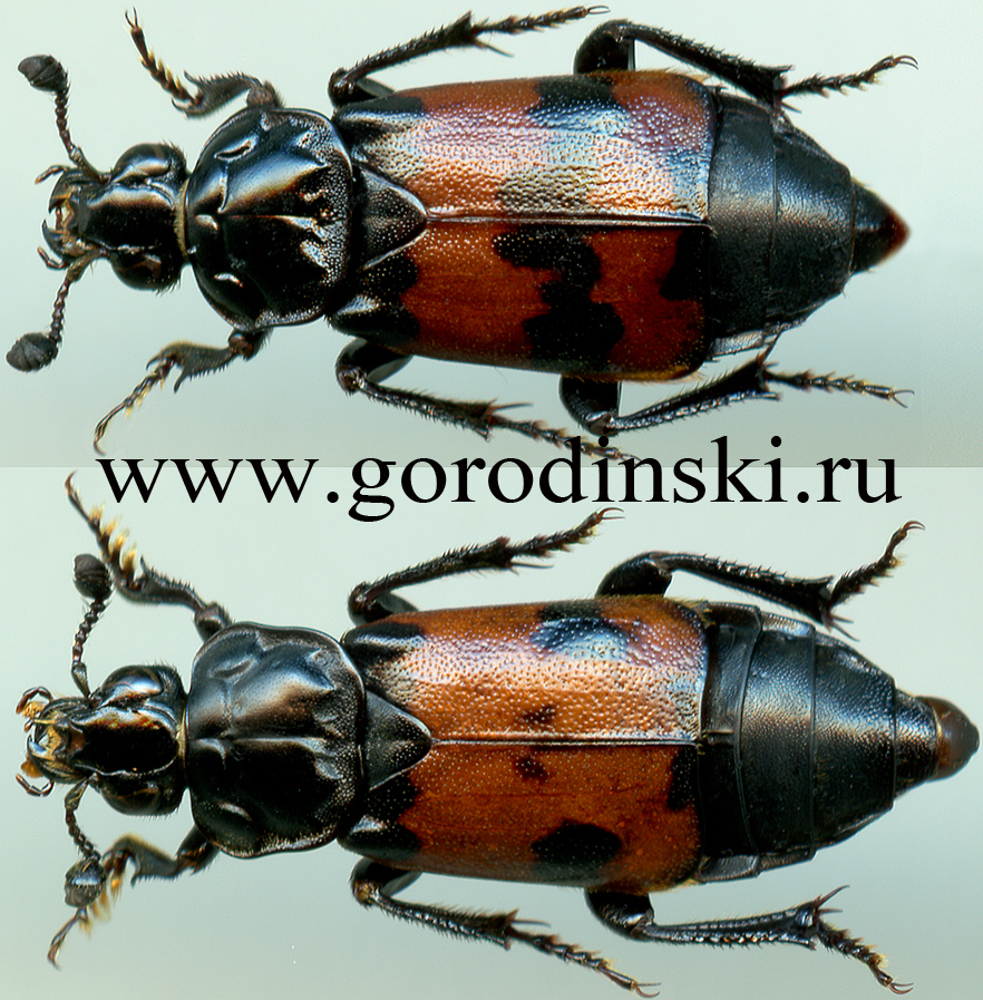 http://www.gorodinski.ru/silphidae/Nicrophorus sinensis.jpg